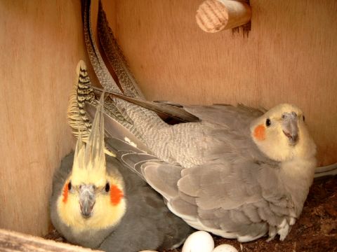 couple suff jaune.jpg