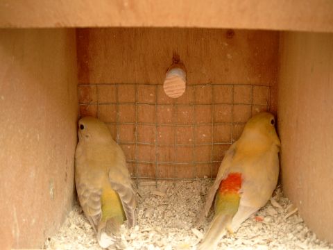 jeunes croupions3.jpg