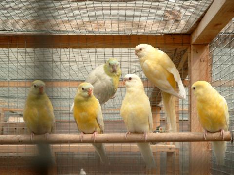 jeunes croupions2.jpg