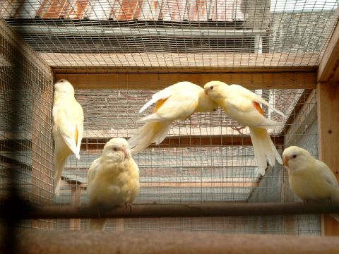 jeunes croupions.jpg