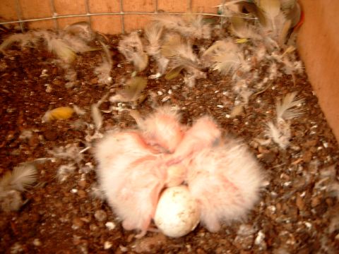 couvÃ©e croupion.jpg