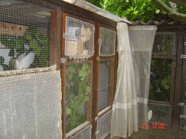 voliÃ¨re envahi noisetier.jpg