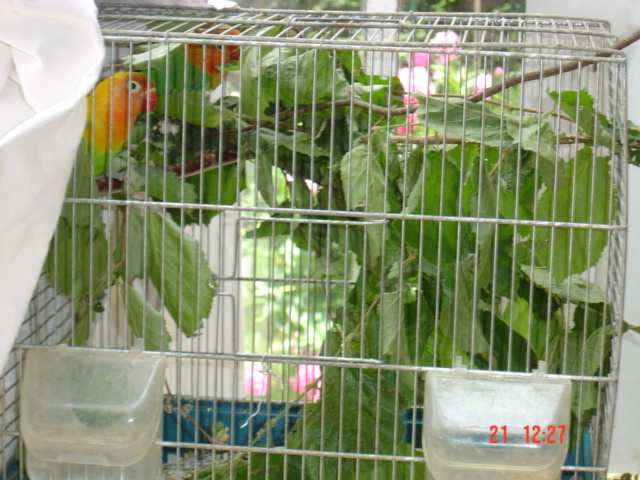 pte cage noisetier.jpg