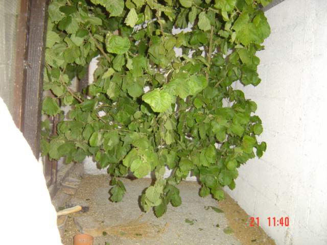 Noisettier  Perruches.jpg