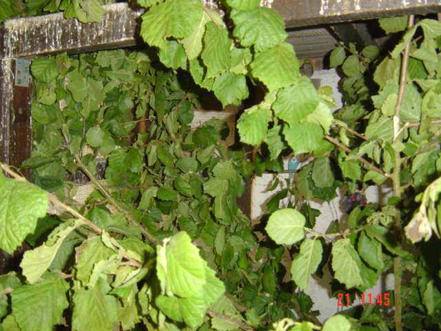 noisettier vue per on.jpg