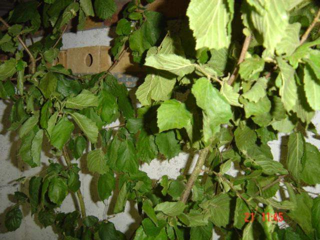 noisetier per vue.jpg