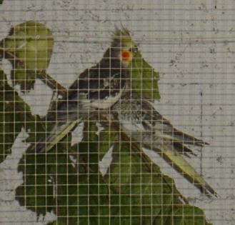 calos noisettier.jpg