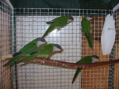 jeunes 04 voliere interieure .JPG