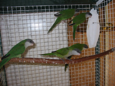 jeunes 04 cage interieure .JPG