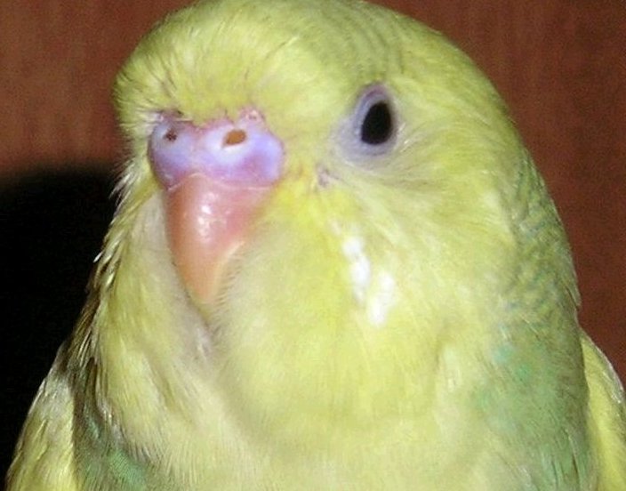 Copie de P1010008.JPG