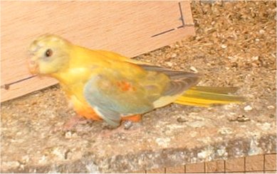 turquoisine cinnamon 2.jpg