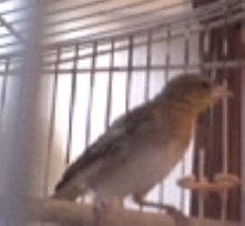 oiseaux tisserins.jpg