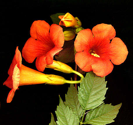 Bignone Trompette de Jerico.jpg