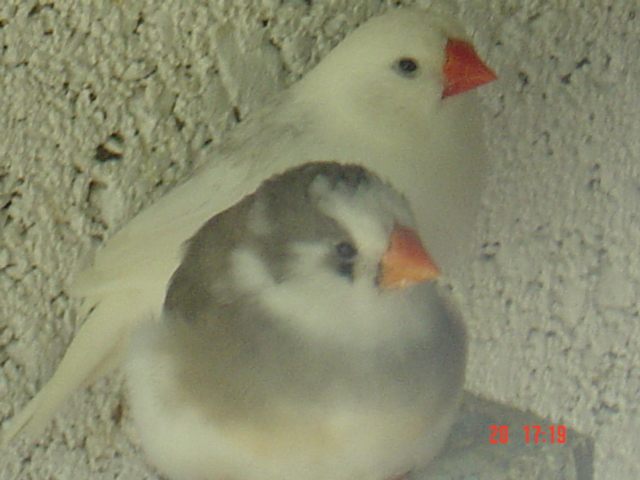 PanachÃ© cple isa.jpg