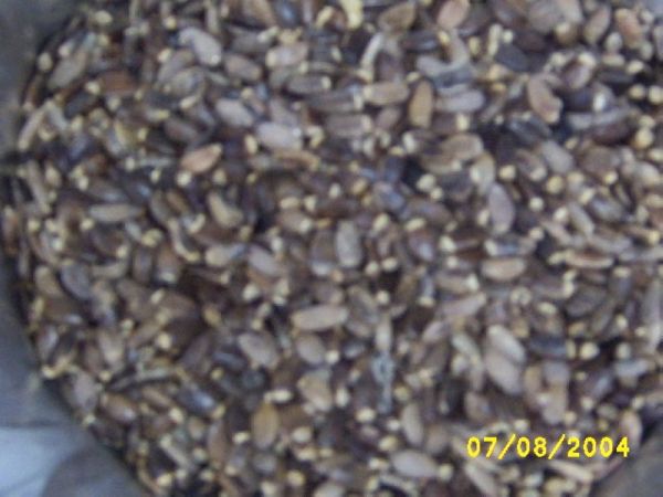 Chardon Marie 002.jpg