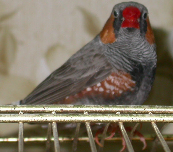 MD black face 02.jpg