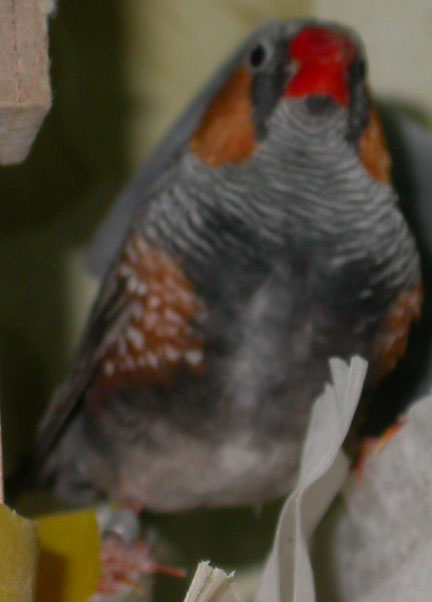 MD black face 01.jpg