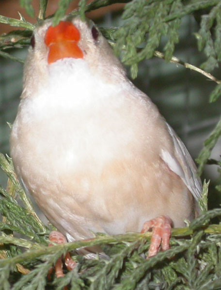 MD femelle isabelle BP.jpg