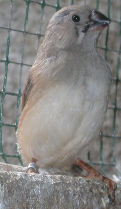 MD Jeune gris BF.jpg