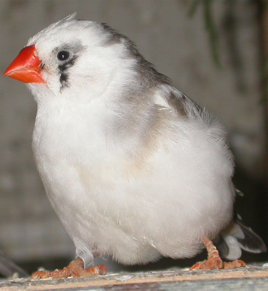 MD femelle panache.jpg