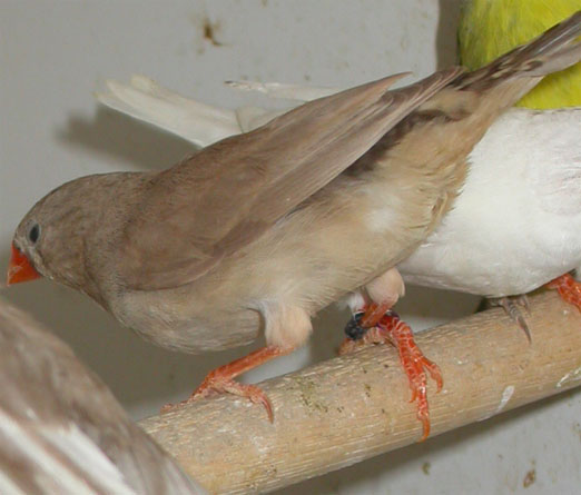 MD Femelle isabelle grise.jpg