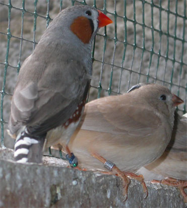 MD gris et jeune isabelle.jpg