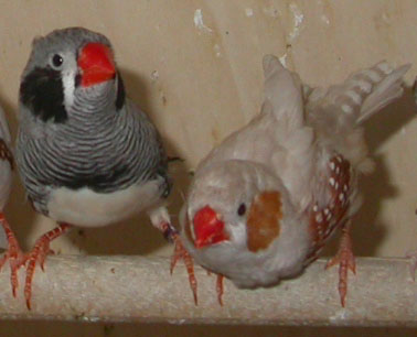 Md Male JN et Isabelle Gris.jpg