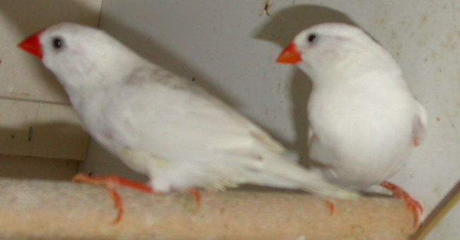 MD Femelle selle.jpg