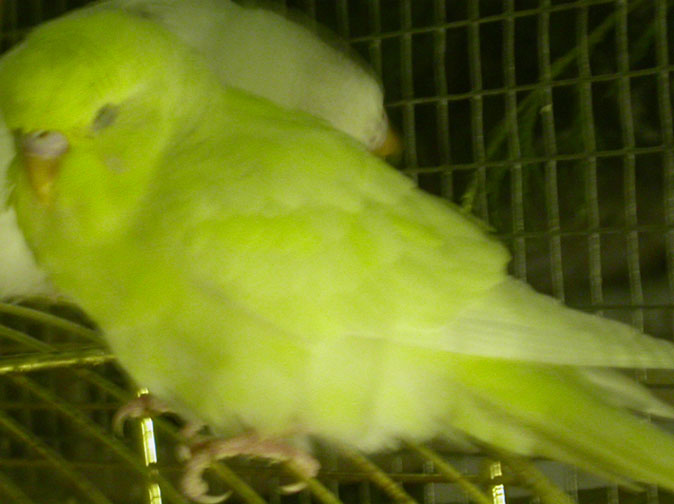 PO Femelle pie jaune.jpg