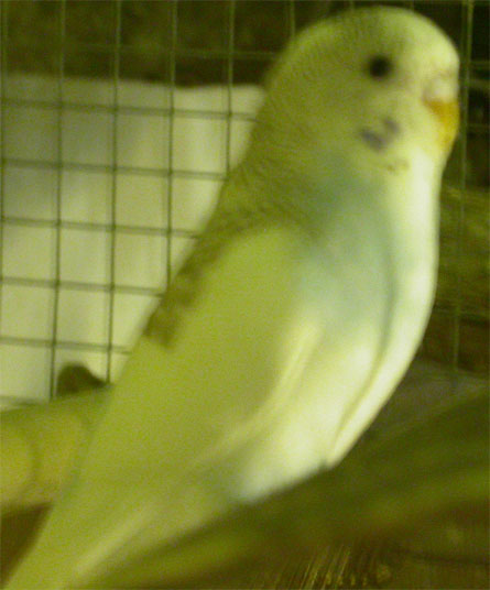 PO Pie bleu et blanche.jpg