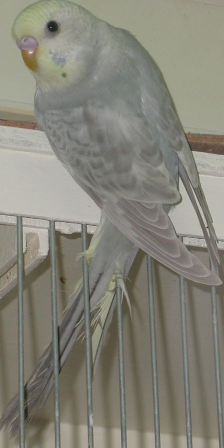 PO male gris masque jaune type II.jpg