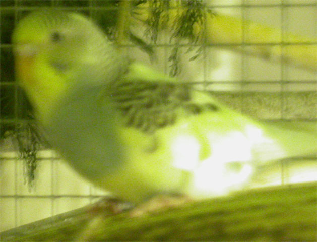 PO pie violette et jaune.jpg