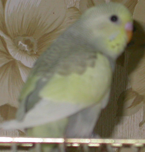 PO Pie grise et jaune.jpg