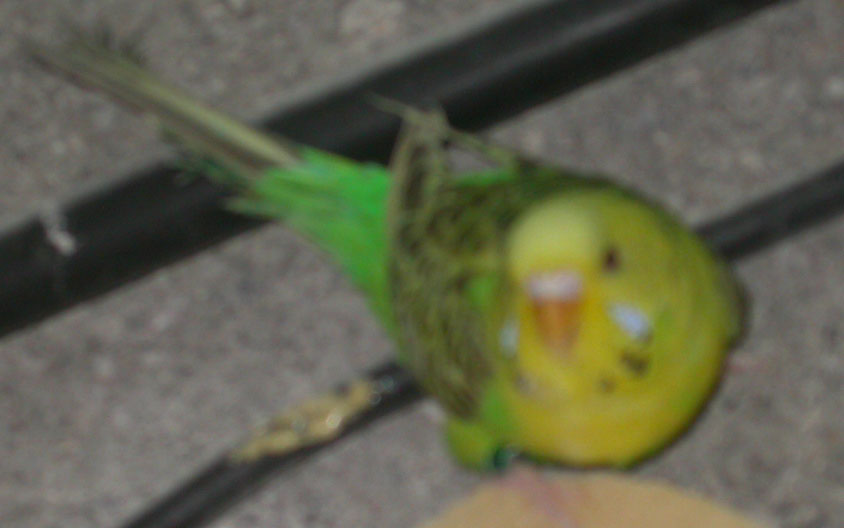 PO femelle verte panache opaline.jpg