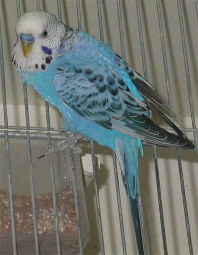 PO Male bleu violet opaline.jpg