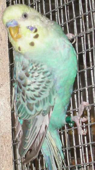 PO Male bleu opaline.jpg