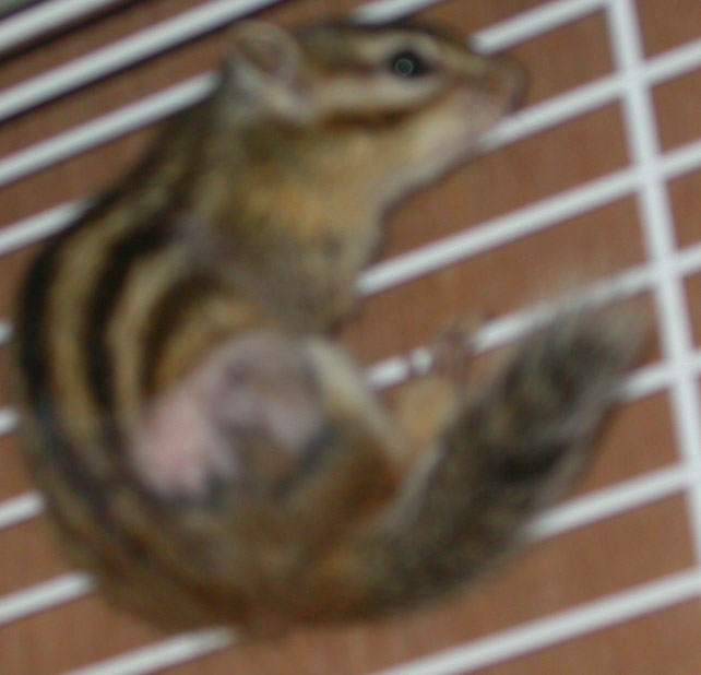 Ecureuil male 02.jpg