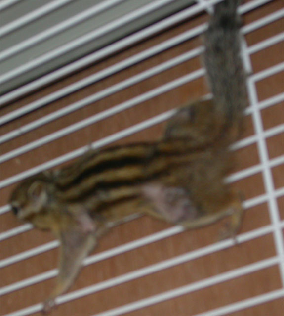 Ecureuil male 01.jpg