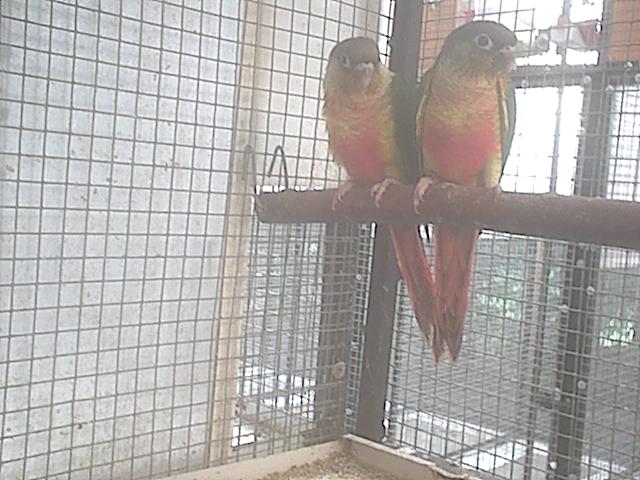 hypoxanthas femelles.JPG