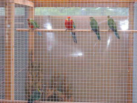 Jeunes Stanley avec parents 1mois et 1 semaine 003.jpg