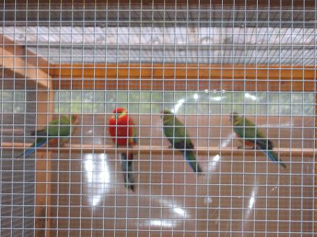 Jeunes Stanley avec parents 1mois et 1 semaine 002.jpg