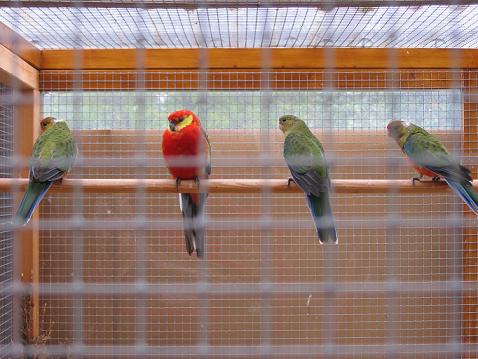 Jeunes Stanley avec parents 1mois et 1 semaine 001.jpg