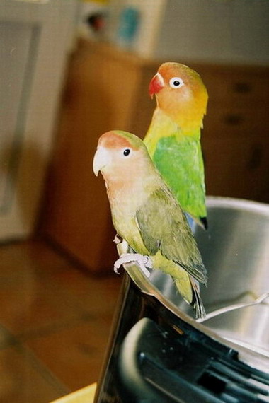 Pitchou et coco (e).jpg