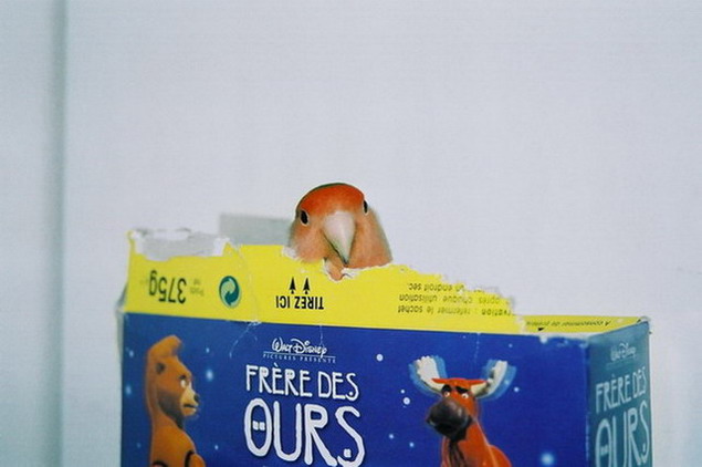 Pitchou et les cÃ©rÃ©ales.jpg