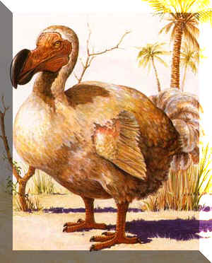 dodo MauriÃ§e.jpg