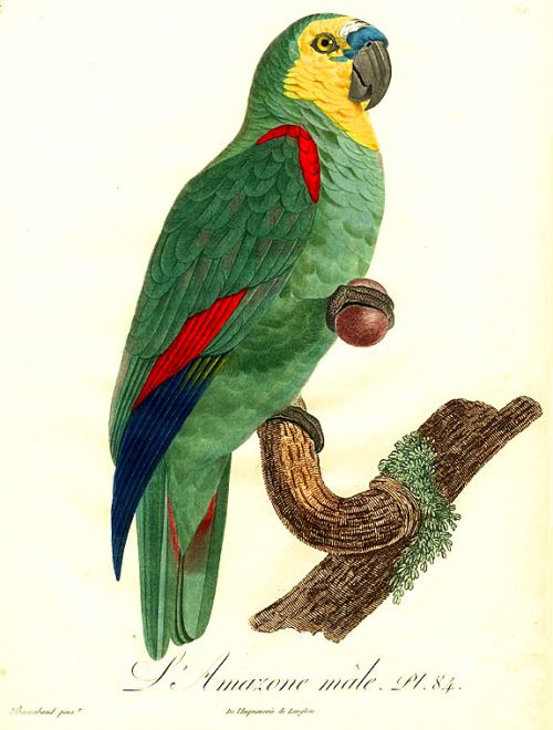 Brb Amazone front bleu.jpg