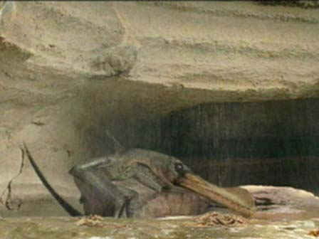 ornithocheirus 1.jpg