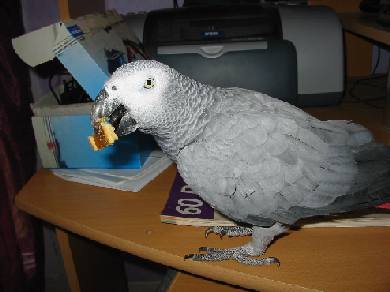 lorita gateau bec.JPG