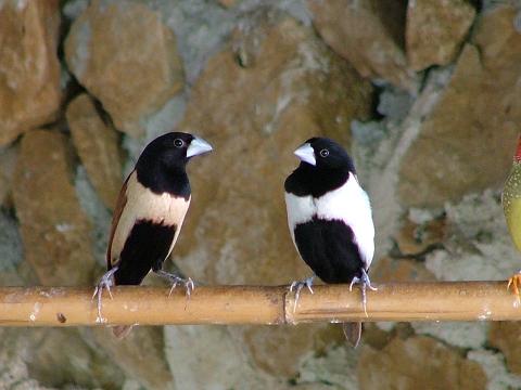 capucin tricolores.JPG