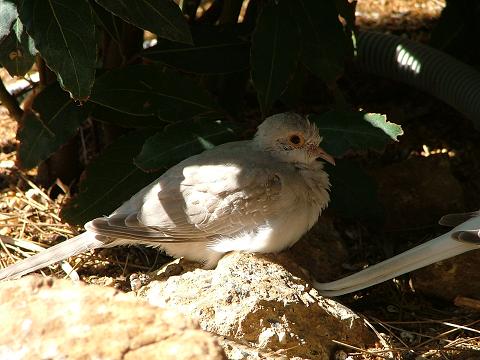 un de mes BB colombes diamants.JPG